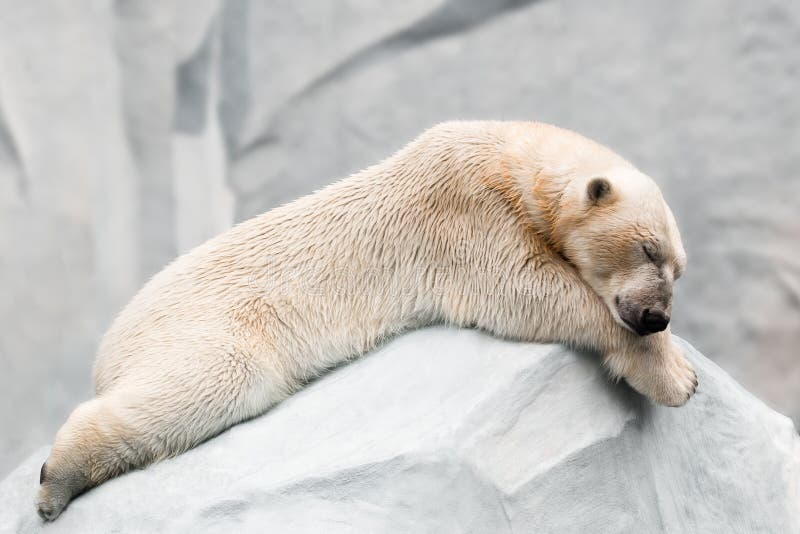 Sleeping polar bear