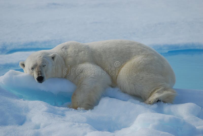 Na polarbear usnout po honí lodi.