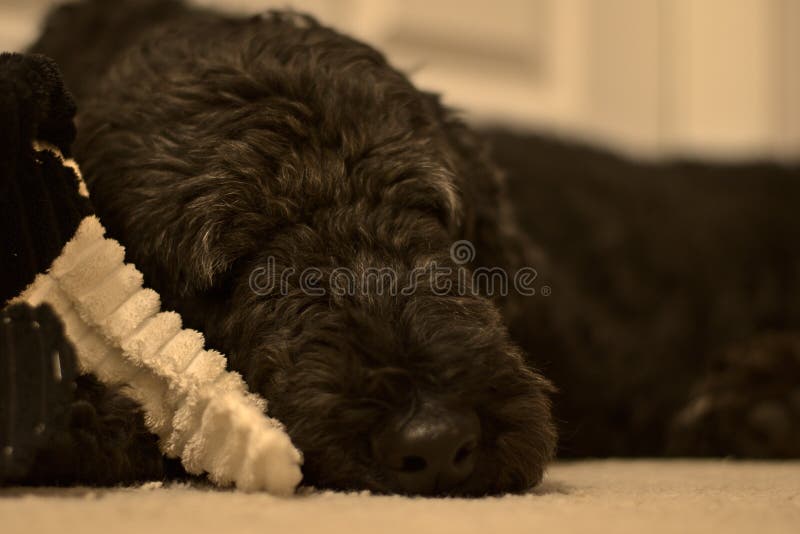 sleepy poodle toy