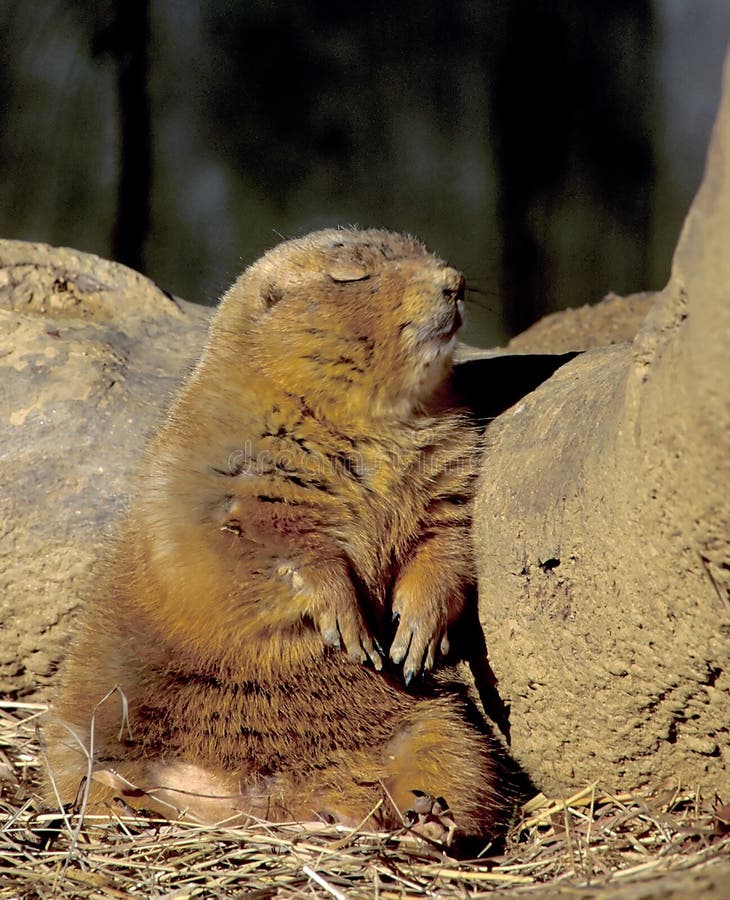 A prairie dog appears to be sleeping against a rock. A prairie dog appears to be sleeping against a rock