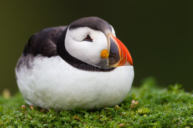 Sleeping Puffin on Skomer Island, Wales