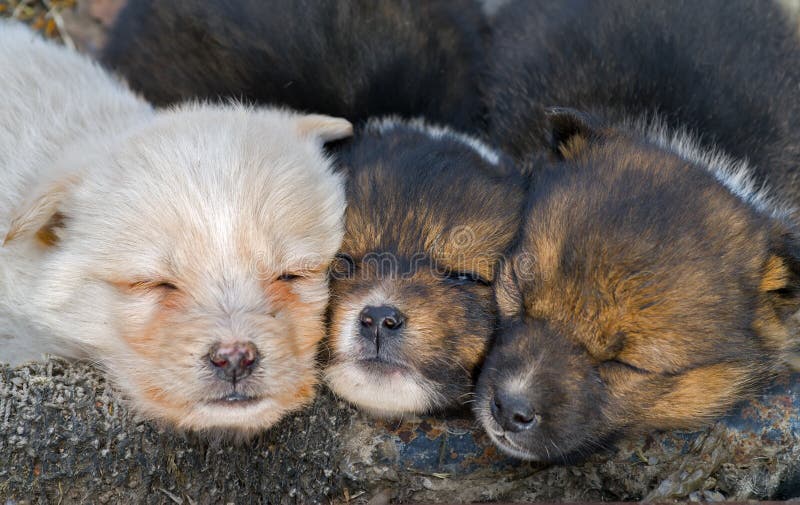 Sleeping puppies 3