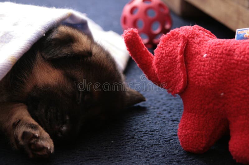 Sleeping puppy stock photo. Image of puppy, lovely, sleep 11699276