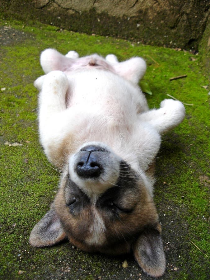 Sleeping puppy stock photo. Image of domestic, good, breed 20730976