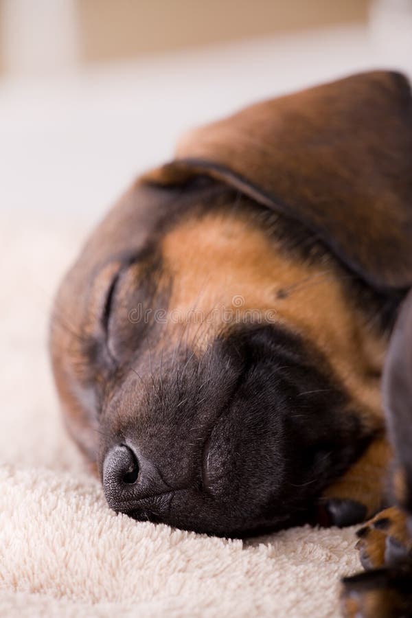 Sleeping puppy stock photo. Image of puppies, animals 7727138