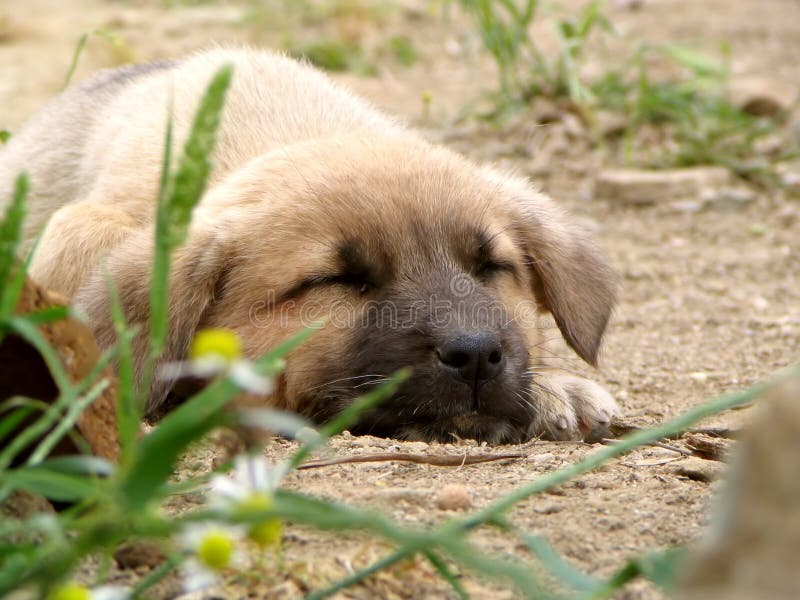 Sleeping puppy dog stock image. Image of asleep, sleep 218655
