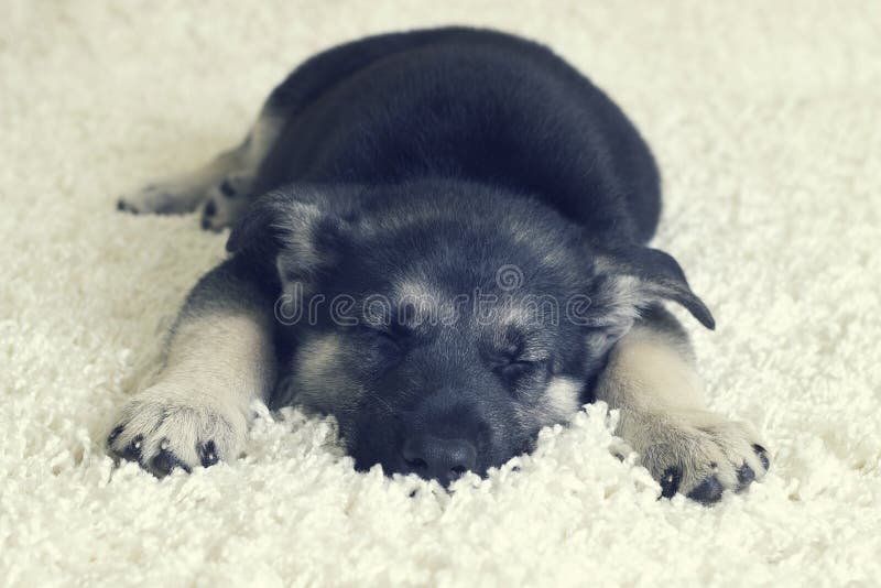 Sleeping Puppy Furry Blanket Stock Photo Image of blanket, pets 65019420