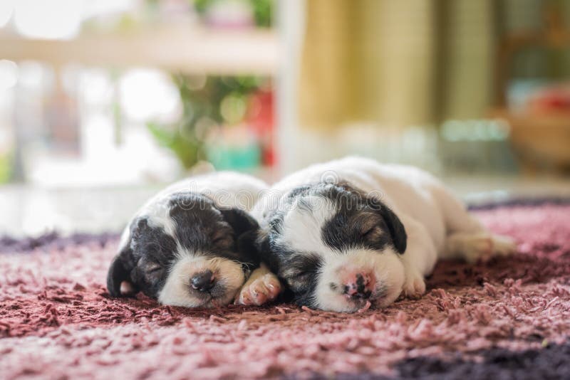 Sleeping puppy stock image. Image of white, puppy, portrait 67021879