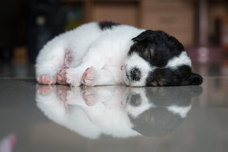 Sleeping puppy stock image. Image of white, puppy, portrait 67021879