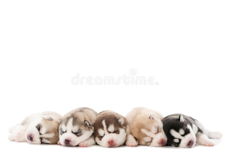 Sleeping puppy of Siberian husky