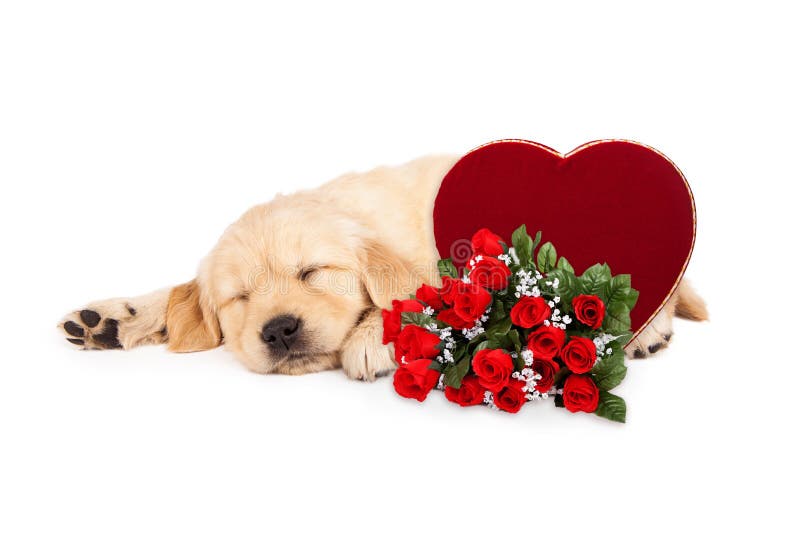 Sleeping Puppy Valentines Heart and Roses Stock Image - Image of ...