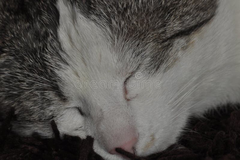 The Sleeping and Purring Cat. Pet Stock Photo Image of nose, mustache