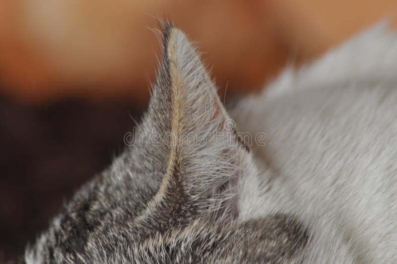 The Sleeping and Purring Cat. Pet Stock Photo Image of hair
