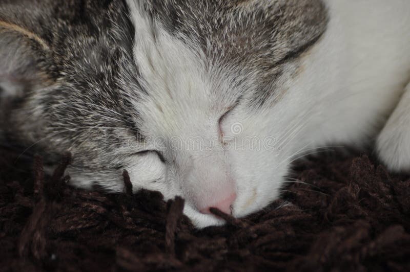 The Sleeping and Purring Cat. Pet Stock Photo Image of breeding