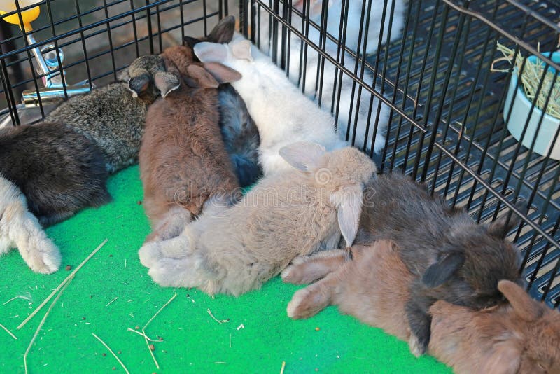 Sleeping rabbits stock photo. Image of rabbit, domestic - 22838178