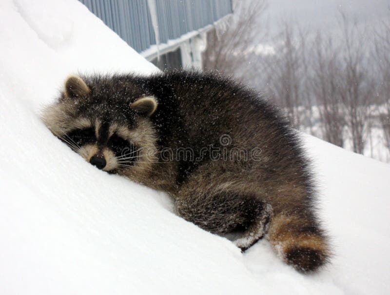 Sleeping raccoon on snow