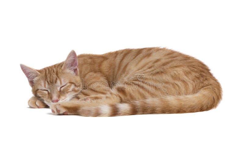 Sleeping red cat on white background
