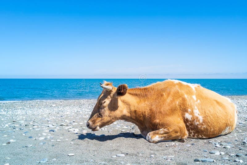 Sleeping Red Cow on the Seashore in Bright Daylight Stock Image Image