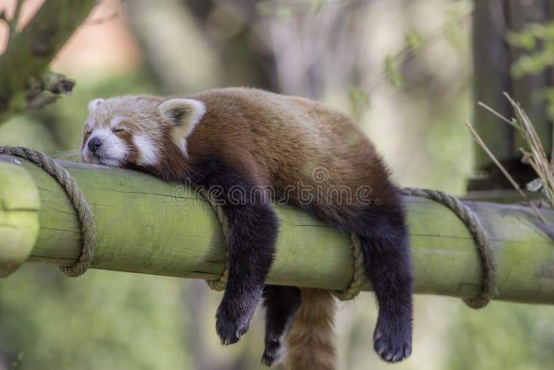 Sleeping Red Panda. Funny cute animal image.