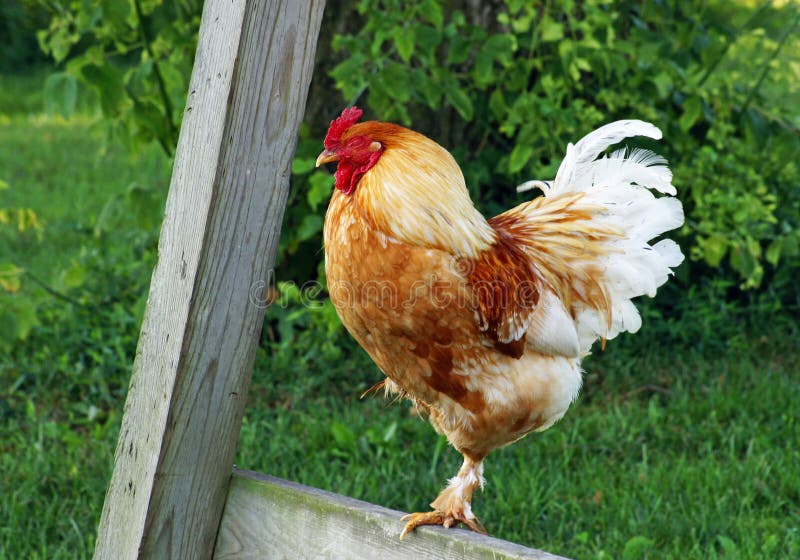 Sleeping rooster stock photo. Image of beautiful, elegant 32997068