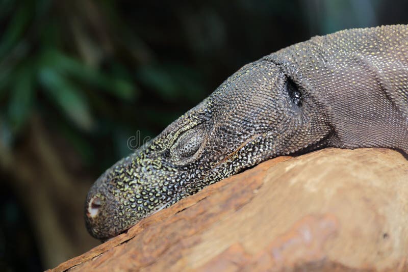 A Salvadori's monitor lizard sleeping on a tree branch. Varanus salvadorii. A Salvadori's monitor lizard sleeping on a tree branch. Varanus salvadorii.