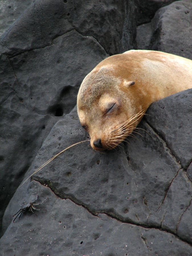 Sleeping sea lion