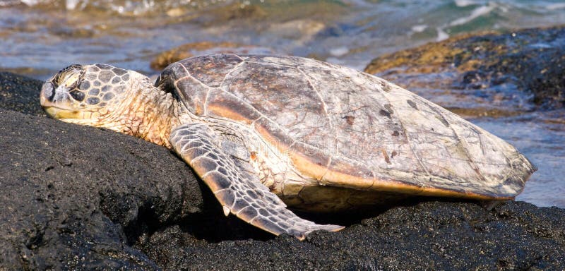 Sleeping Sea Turtle stock photo. Image of marine, turtle - 5132104