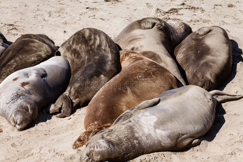 Sleeping seals stock image. Image of pacific, group, rest 73067603