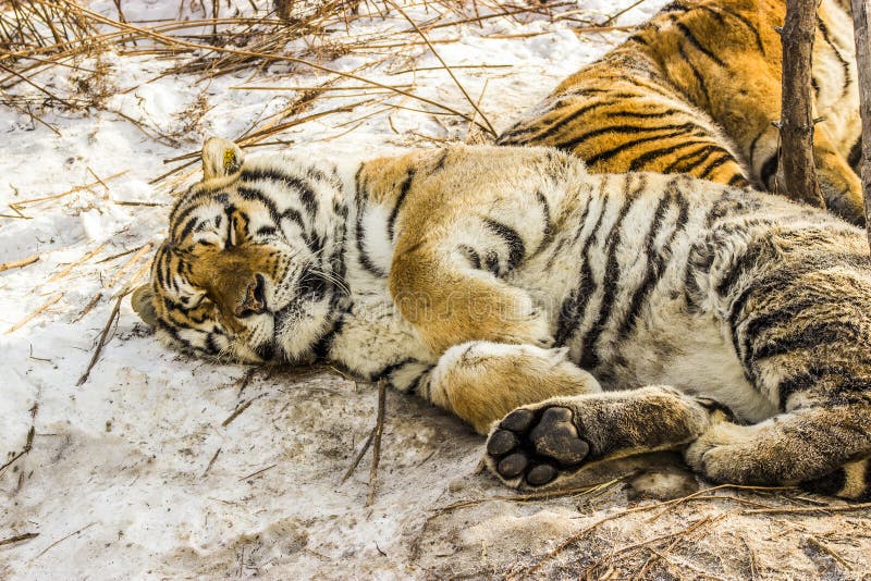 Sleeping Siberian Tiger in Harbin China