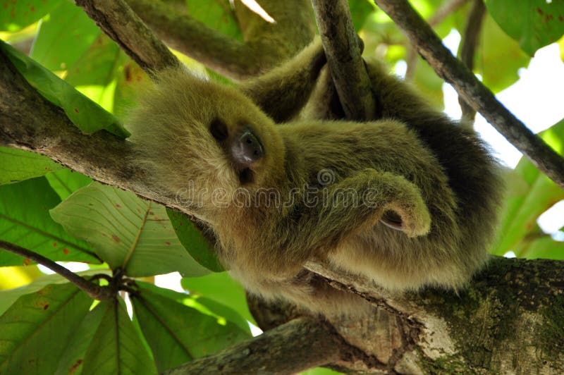 Sleeping sloth stock images Sleeping sloth stock images