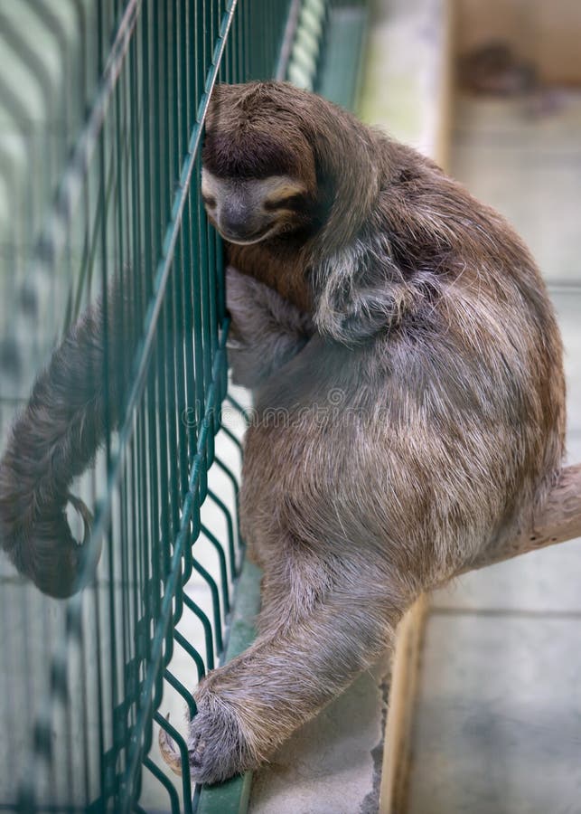 Sleeping sloth at Sloth Sanctuary royalty free stock photos Sleeping sloth at Sloth Sanctuary royalty free stock photos