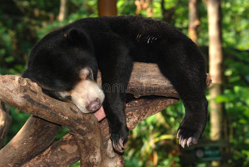 Sleeping sun bear royalty free stock images