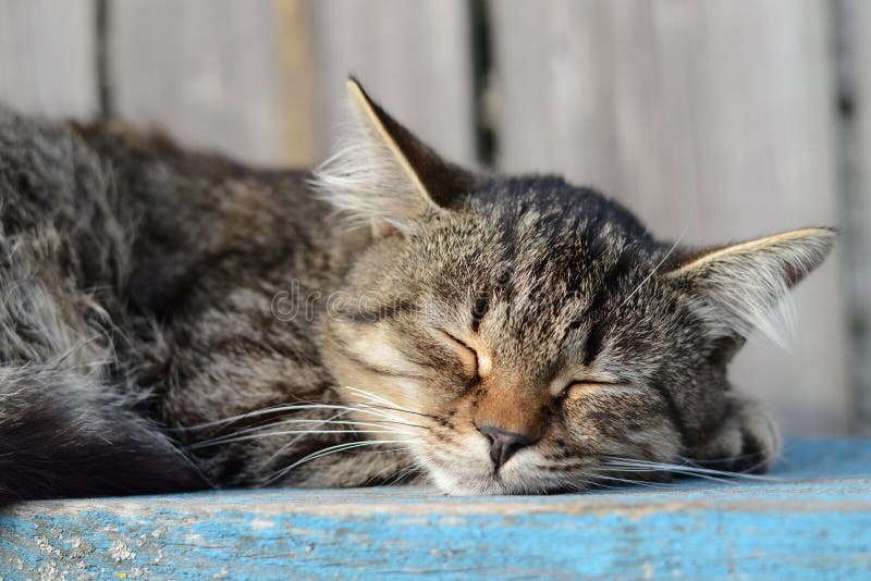 Sleeping tabby cat. Peaceful deep sleep. Rural gray cat sleeping near the fence.