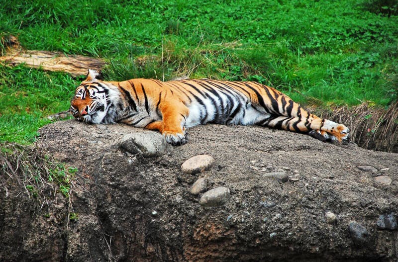 Sleeping tiger