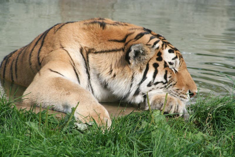 Sleeping Tiger