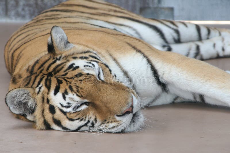 enzo the tiger sleeping clipart