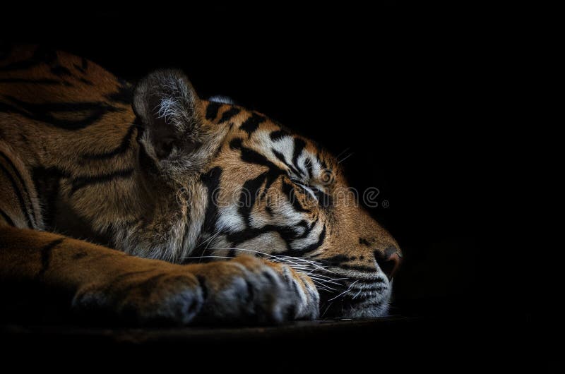 Sleeping tiger