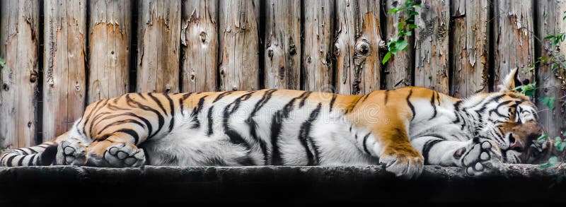 Sleeping tiger (Panthera tigris) close up