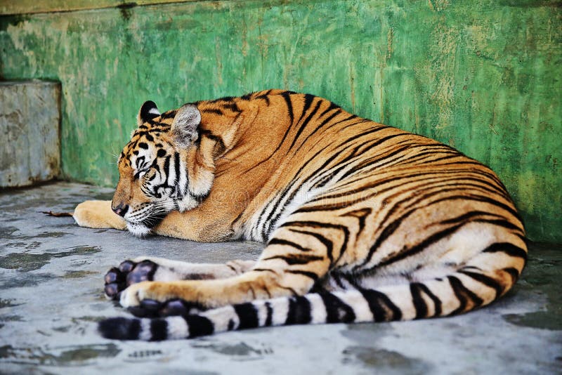 Bengal Tiger Sleeping in Forest Stock Image - Image of nature, stream ...