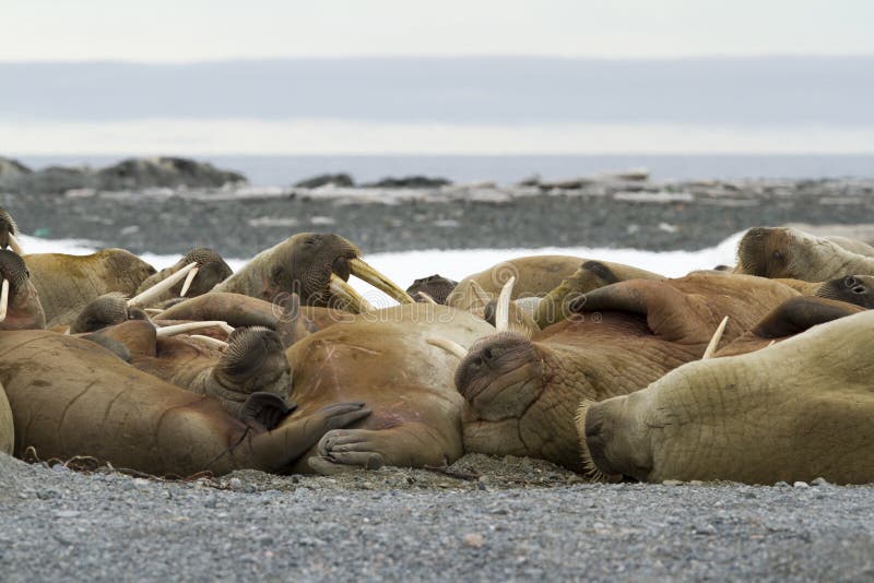 Sleeping Walruses