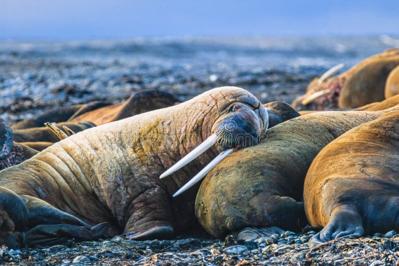 Sleeping Walruses on a beach in the Arctic royalty free stock photography