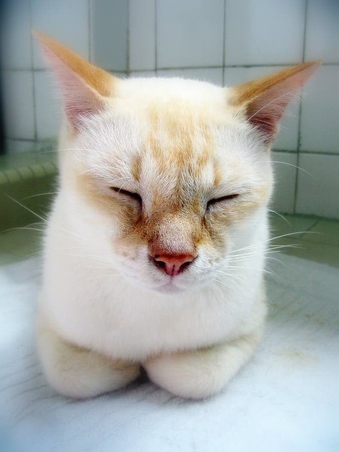 Sleeping White Cat Picture. Image 219000