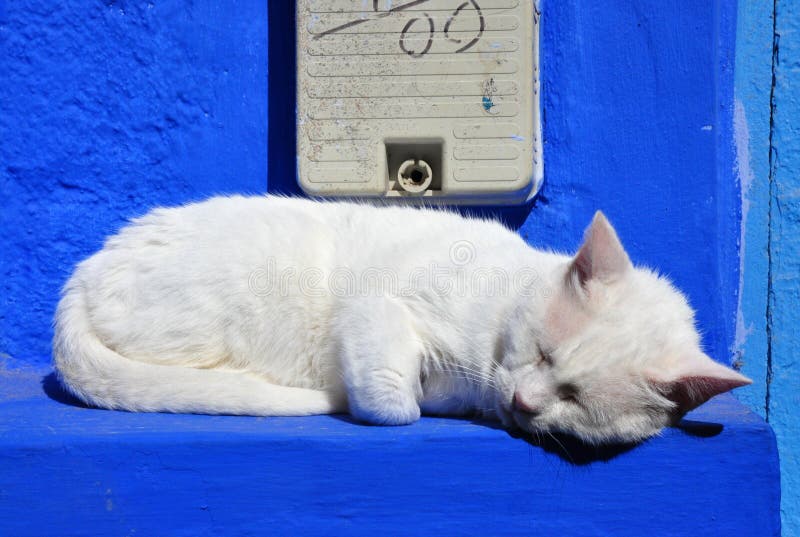 Sleeping white cat on blue wall