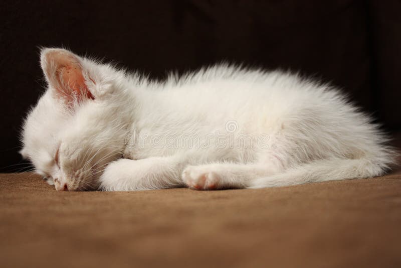 Sleeping white kitten stock photo. Image of kittycat 17915180