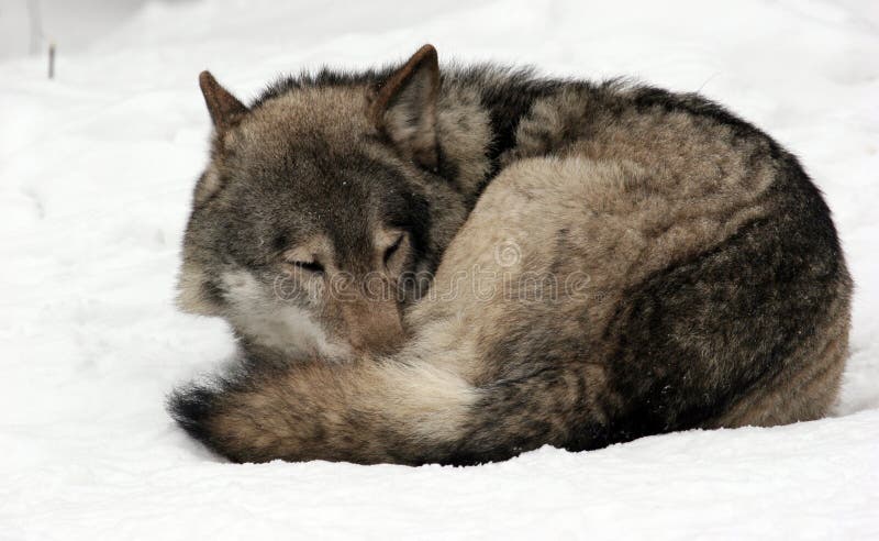 Sleeping wolf