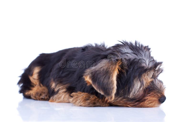 Sleeping yorkshire puppy