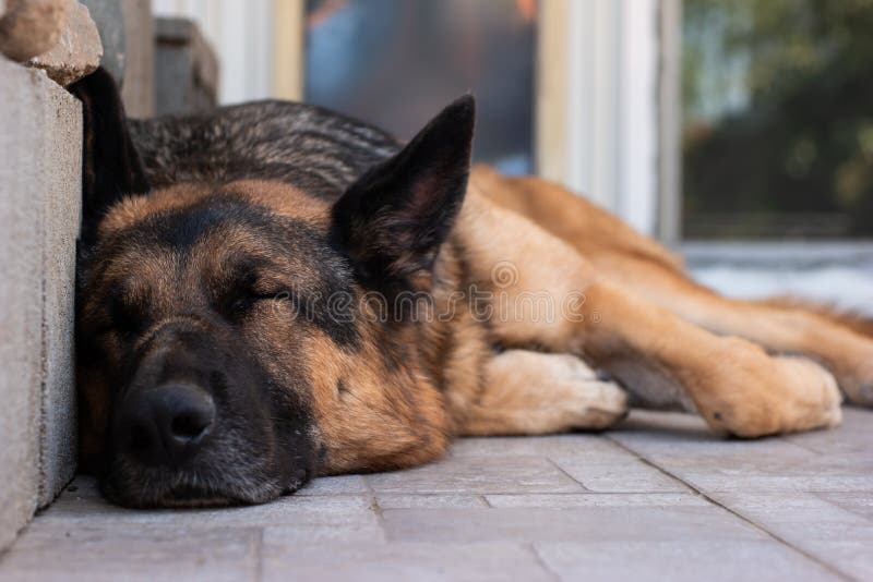 German Sleeping