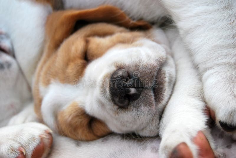 Sleeping young puppy royalty free stock image Sleeping young puppy royalty free stock image