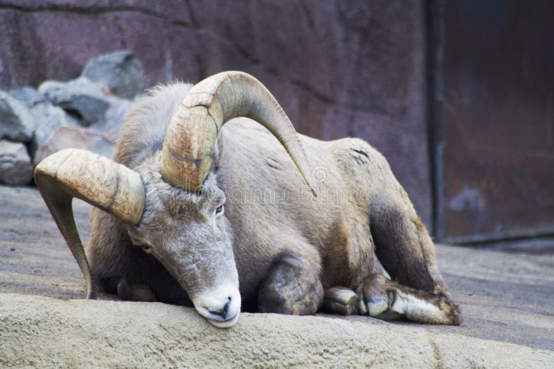 Sleepy bighorn ram