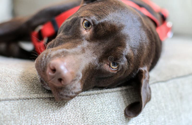 Sleepy Brown Labrador on the Sofa royalty free stock photography Sleepy Brown Labrador on the Sofa royalty free stock photography